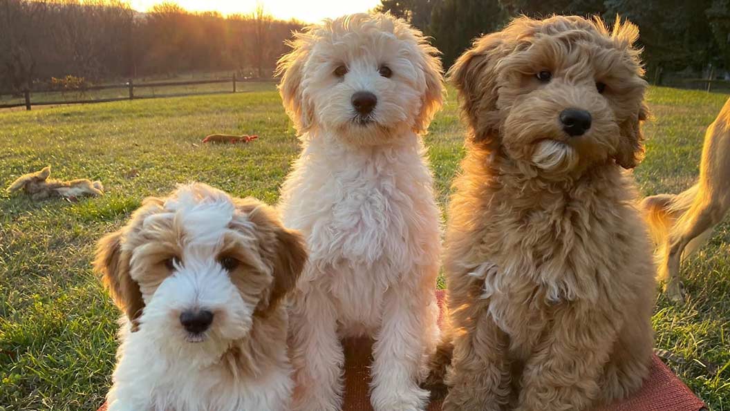 Are Mini Goldendoodles Loyal?